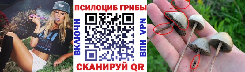 Псилоцибиновые грибы Cubensis  Купить где  Мурманск 